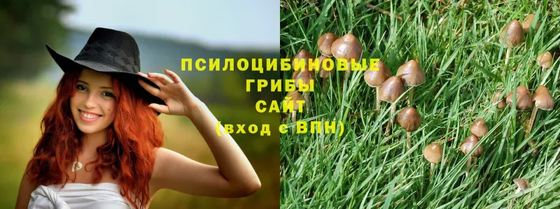 мориарти формула  где купить наркотик  Рудня  Галлюциногенные грибы Psilocybe 